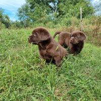 Cuccioli labrador cioccolato