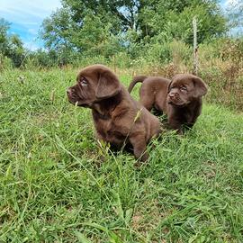 Cuccioli labrador cioccolato