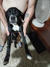 Cane dogo argentino