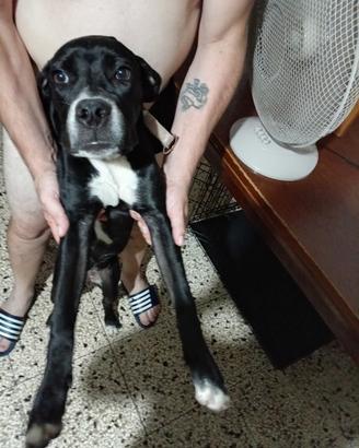 Cane dogo argentino