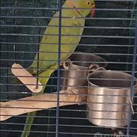 Parrocchetto dal collare