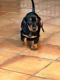 Bassotti nani pelo corto