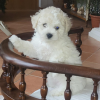 Disponibili cucciole di bichon frisè