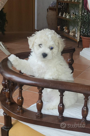 Disponibili cucciole di bichon frisè