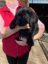 Labrador neri e marroni con pedigree