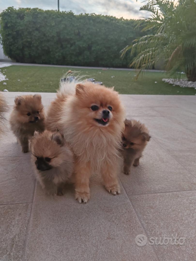 Spitz Pomerania mini toy - Animali In vendita a Taranto