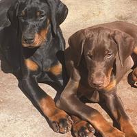 Cuccioli dobermann