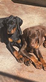 Cuccioli dobermann