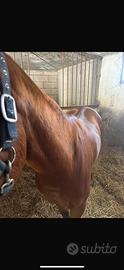 Cavallo