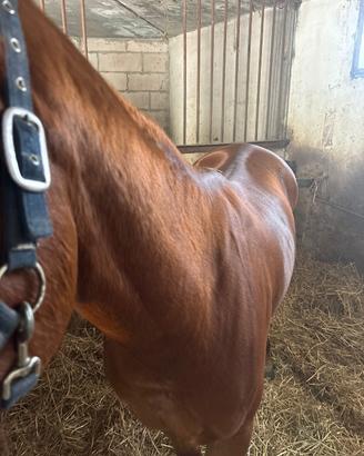 Cavallo