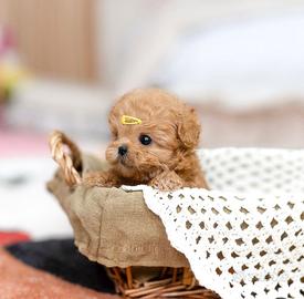Mini Maltipoo maschio 3 mesi