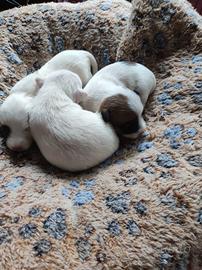 Jack Russell zampa corta