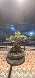 Olivastro bonsai