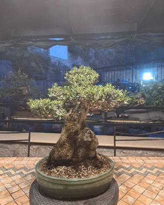Olivastro bonsai