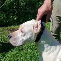 Cuccioli di dogo argentino