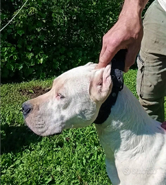 Cuccioli di dogo argentino