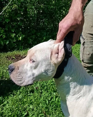 Cuccioli di dogo argentino