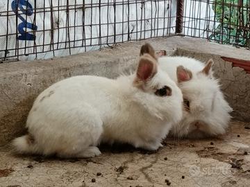 Conigliette Testa di Leone