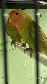 Inseparabili selvatici Giovani