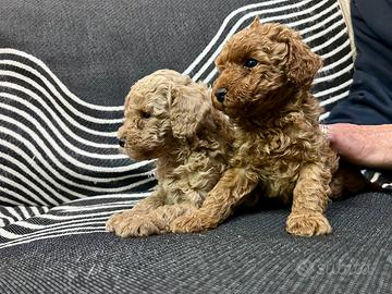 2 Barboncini Taglia Nano