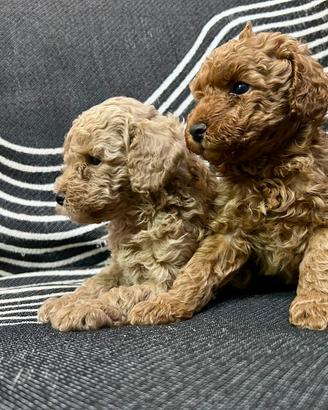 2 Barboncini Taglia Nano