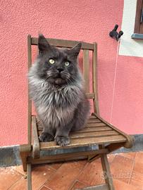 Maine coon rehoming