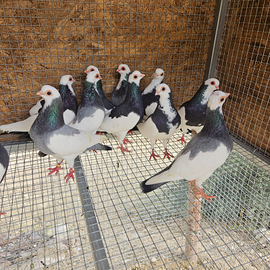 Colombi ochette viannesi