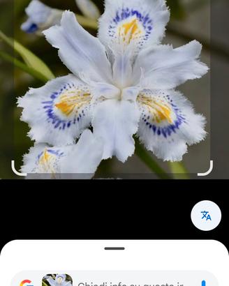 pianta  rizomi