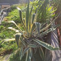 Pianta agave adulta