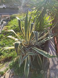 Pianta agave adulta