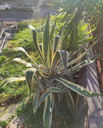 Pianta agave adulta
