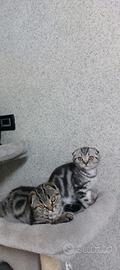 gattini Scottish Fold 