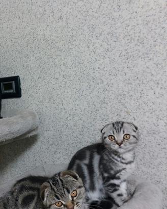 gattini Scottish Fold 