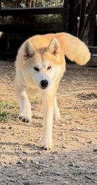 Kiki, Akita Inu giapponese ADOZIONE