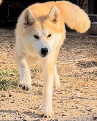 Kiki, Akita Inu giapponese ADOZIONE