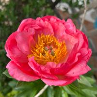 Pianta di peonia Coral Sunset a radice nuda