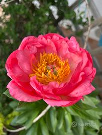 Pianta di peonia Coral Sunset a radice nuda