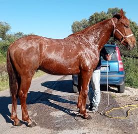 Cavallo