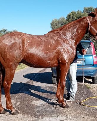 Cavallo
