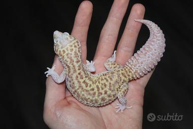 Geco leopardino
