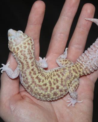 Geco leopardino