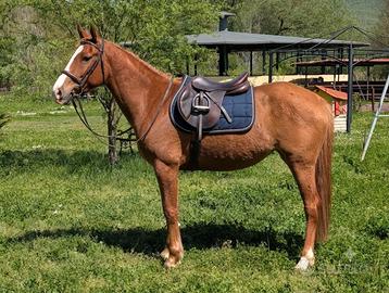 Super pony