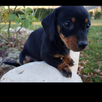 Bassotto femmina nero focato