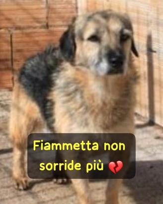 Fiammetta 3 anni
