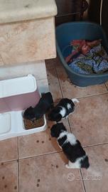 Cuccioli di Pinchr