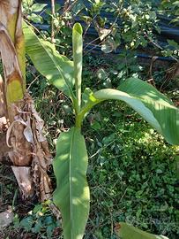  pianta di banano