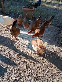 Gruppo Francesine dorate