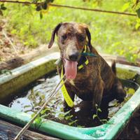 SEGUGIO MAREMMANO 5 anni