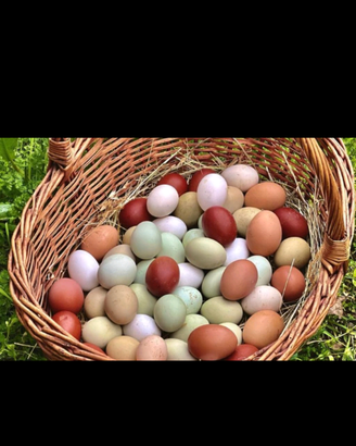 Moroseta - Padovana ciuffata