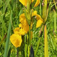 Piante acquatiche e palustri per laghetti